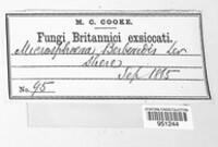 Erysiphe berberidis image
